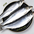 Fresh Sardines