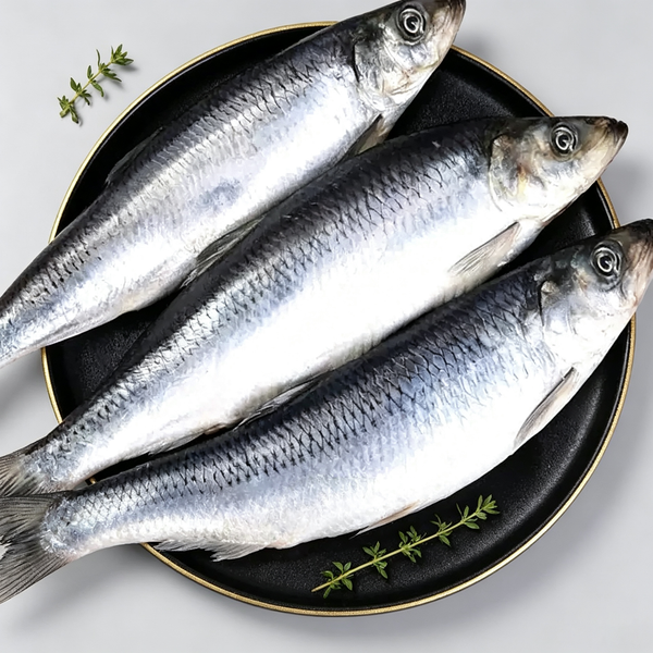 Fresh Sardines